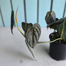Load image into Gallery viewer, #D458 Philodendron Melanochrysum x Brandtianum