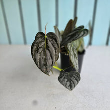 Load image into Gallery viewer, #D458 Philodendron Melanochrysum x Brandtianum