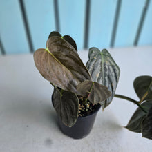 Load image into Gallery viewer, #D458 Philodendron Melanochrysum x Brandtianum