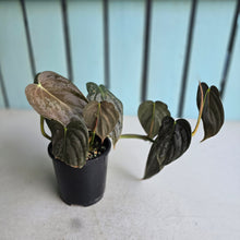 Load image into Gallery viewer, #D458 Philodendron Melanochrysum x Brandtianum