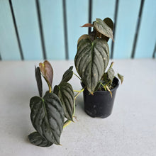 Load image into Gallery viewer, #R941 Philodendron Melanochrysum x Brandtianum