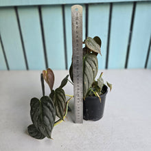 Load image into Gallery viewer, #R941 Philodendron Melanochrysum x Brandtianum