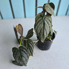 Load image into Gallery viewer, #R941 Philodendron Melanochrysum x Brandtianum