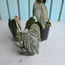 Load image into Gallery viewer, #R941 Philodendron Melanochrysum x Brandtianum