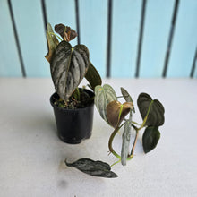 Load image into Gallery viewer, #R941 Philodendron Melanochrysum x Brandtianum
