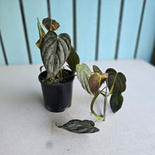 Load image into Gallery viewer, #R941 Philodendron Melanochrysum x Brandtianum