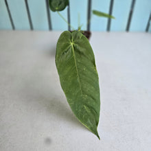 Load image into Gallery viewer, #149 Anthurium Dolichostachyum