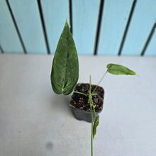 Load image into Gallery viewer, #149 Anthurium Dolichostachyum