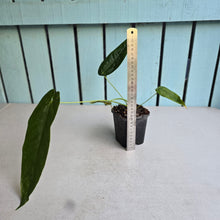 Load image into Gallery viewer, #149 Anthurium Dolichostachyum