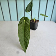 Load image into Gallery viewer, #149 Anthurium Dolichostachyum
