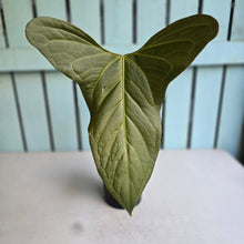 Load image into Gallery viewer, #G5 Anthurium Truncicola x Forgetii