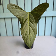 Load image into Gallery viewer, #G5 Anthurium Truncicola x Forgetii