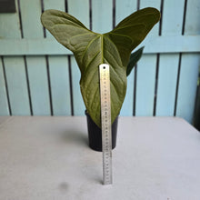 Load image into Gallery viewer, #G5 Anthurium Truncicola x Forgetii