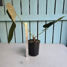 Load image into Gallery viewer, #G5 Anthurium Truncicola x Forgetii