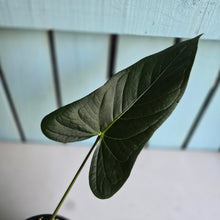 Load image into Gallery viewer, #G5 Anthurium Truncicola x Forgetii