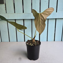 Load image into Gallery viewer, #G5 Anthurium Truncicola x Forgetii