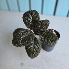 Load image into Gallery viewer, #G11 Nautilocalyx Bullatus