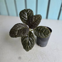 Load image into Gallery viewer, #G11 Nautilocalyx Bullatus