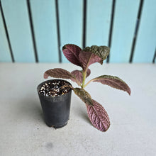 Load image into Gallery viewer, #G11 Nautilocalyx Bullatus