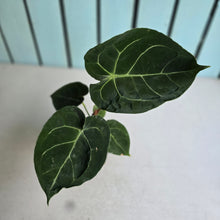 Load image into Gallery viewer, #H16 Anthurium Forgetii x Crystallinum Silver Blush