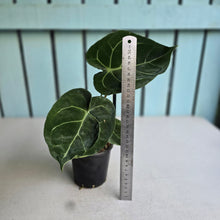 Load image into Gallery viewer, #H16 Anthurium Forgetii x Crystallinum Silver Blush