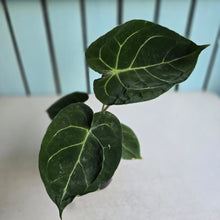 Load image into Gallery viewer, #H16 Anthurium Forgetii x Crystallinum Silver Blush