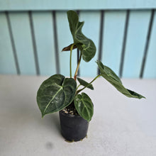 Load image into Gallery viewer, #H16 Anthurium Forgetii x Crystallinum Silver Blush