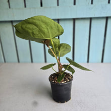 Load image into Gallery viewer, #H16 Anthurium Forgetii x Crystallinum Silver Blush
