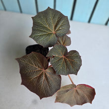 Load image into Gallery viewer, #G34 Begonia Yorkes Delight