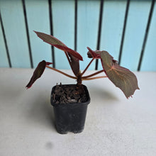 Load image into Gallery viewer, #G34 Begonia Yorkes Delight