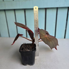 Load image into Gallery viewer, #G34 Begonia Yorkes Delight