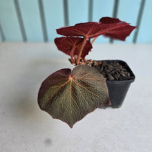 Load image into Gallery viewer, #G34 Begonia Yorkes Delight