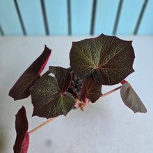 Load image into Gallery viewer, #G34 Begonia Yorkes Delight