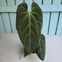 Load image into Gallery viewer, #17c Large Anthurium NOID