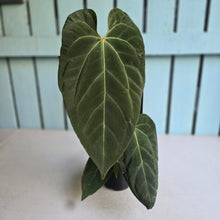Load image into Gallery viewer, #17c Large Anthurium NOID