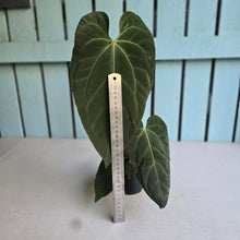 Load image into Gallery viewer, #17c Large Anthurium NOID