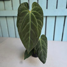 Load image into Gallery viewer, #17c Large Anthurium NOID