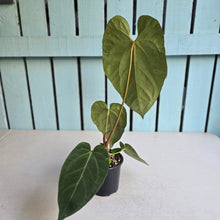 Load image into Gallery viewer, #17c Large Anthurium NOID