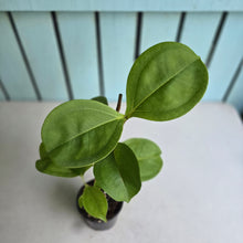 Load image into Gallery viewer, #24 Medinilla Scortechinii 'Orange'