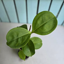 Load image into Gallery viewer, #24 Medinilla Scortechinii 'Orange'