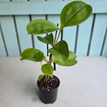 Load image into Gallery viewer, #24 Medinilla Scortechinii 'Orange'