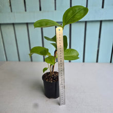 Load image into Gallery viewer, #24 Medinilla Scortechinii 'Orange'