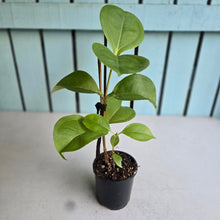 Load image into Gallery viewer, #24 Medinilla Scortechinii 'Orange'