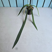 Load image into Gallery viewer, #139 Anthurium Vittarifolium