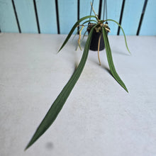 Load image into Gallery viewer, #139 Anthurium Vittarifolium