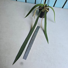 Load image into Gallery viewer, #139 Anthurium Vittarifolium