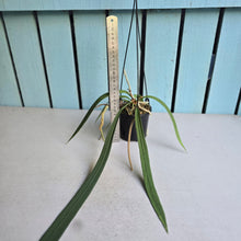 Load image into Gallery viewer, #139 Anthurium Vittarifolium