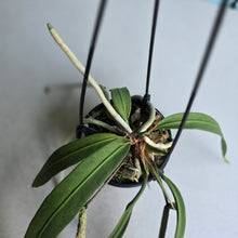 Load image into Gallery viewer, #139 Anthurium Vittarifolium