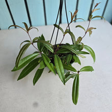 Load image into Gallery viewer, #54 Medinilla Quadrifolia