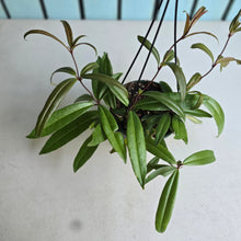 Load image into Gallery viewer, #54 Medinilla Quadrifolia